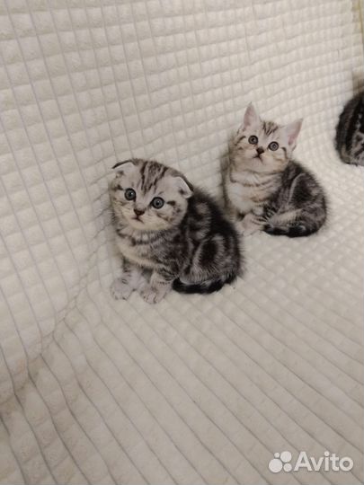 Шотландская