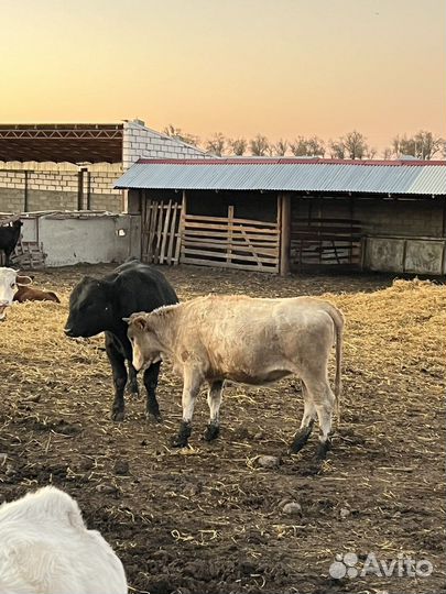 Бычки телки