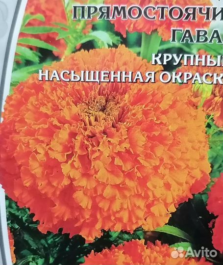 Бархатцы(тагетес)