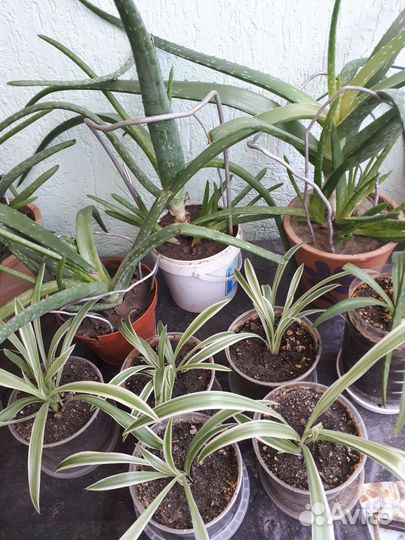 Кислица оксалис