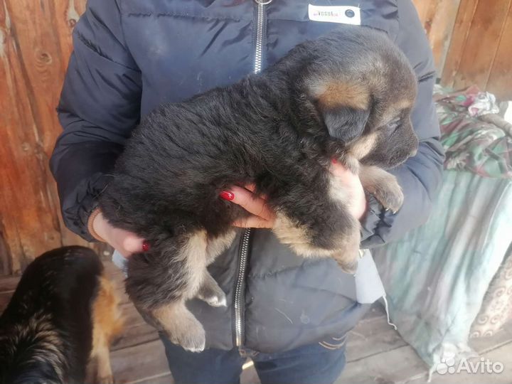 Немецкая овчарка продажа щенков
