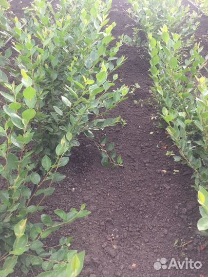 Кизильник блестящий