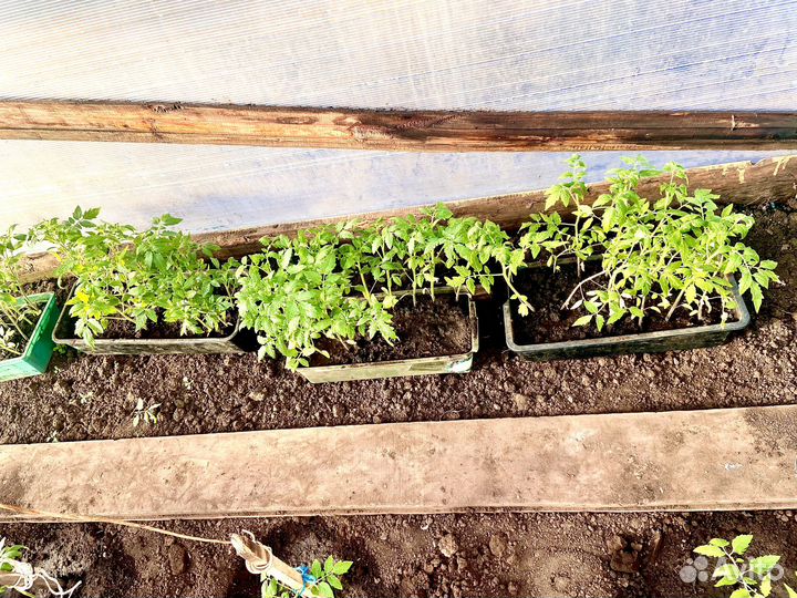 Рассада помидор