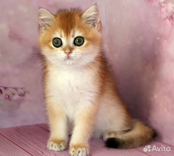 Котята золотые британские шиншиллы