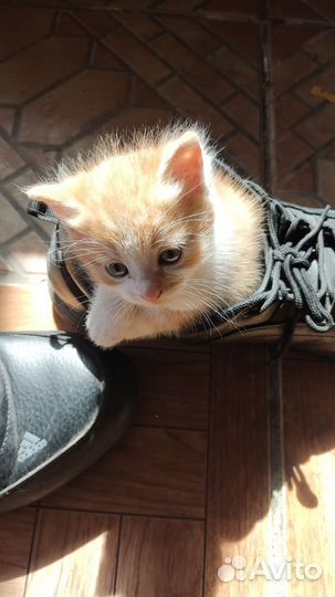 Отдам котенка