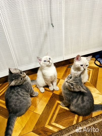 Кошки