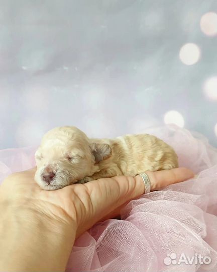 Вязка пудель