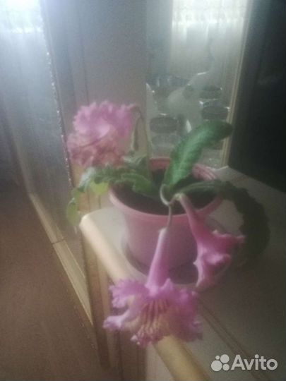 Душистая герань