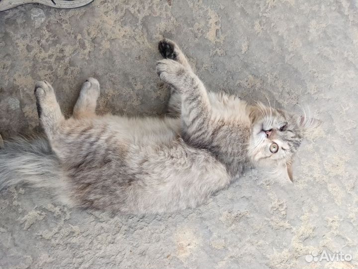 Котик-подросток