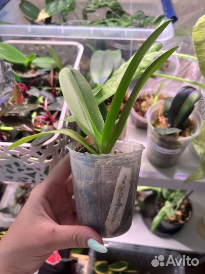 Орхидея фаленопсис Phal. Tzu Chiang Sapphire