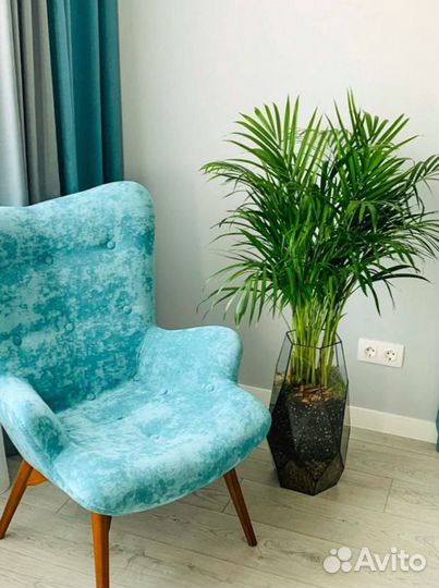 Дипсис флорариум в Москве