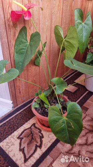 Комнатные растения