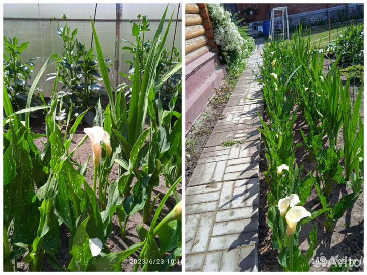 Каллы белые