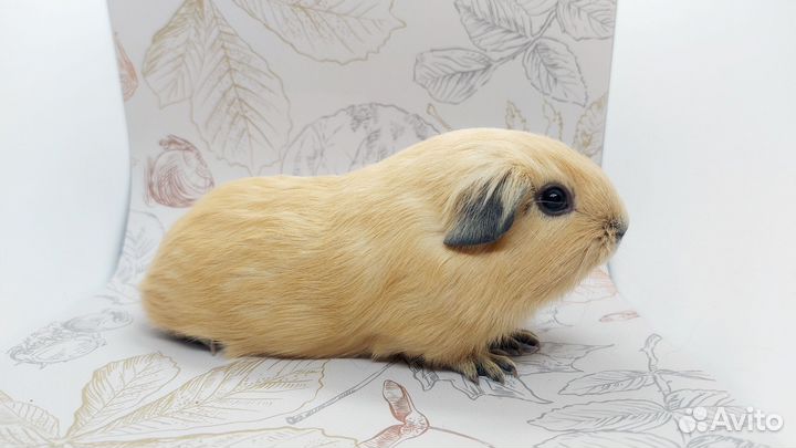 Морская свинка калифорния