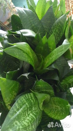 Комнатные домашние растения