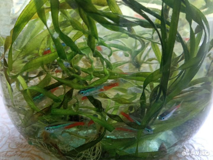 Аквариум на 50 л с рыбами неонами