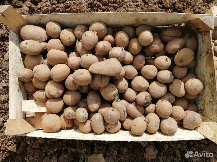 Продам картофель на посадку