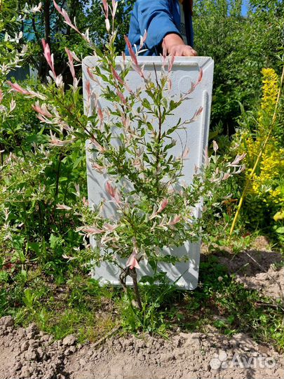 Ива(хакура-нишики)