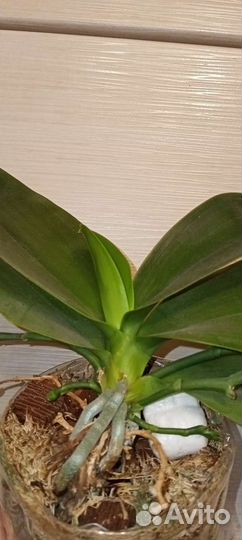 Орхидея фаленопсис