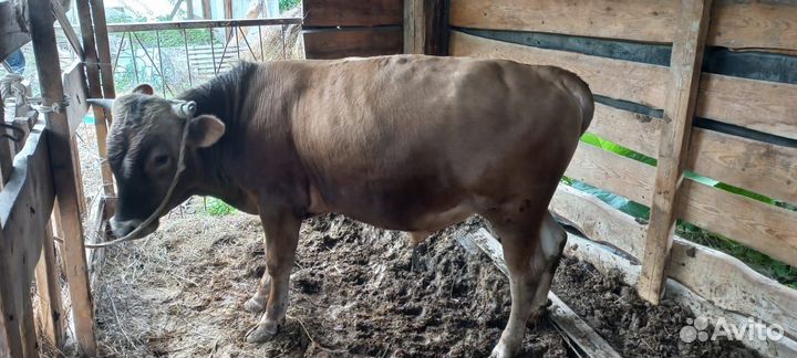 Бычок, 1 год и 2 месяца