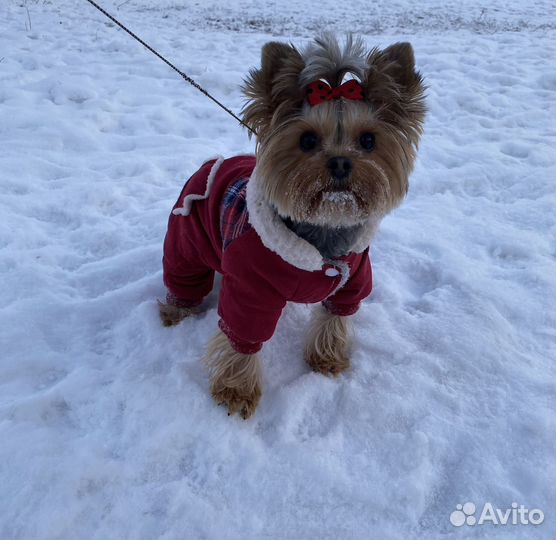 Комбинезон petmax