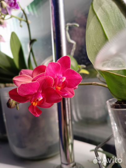 Орхидея фаленопсис мини