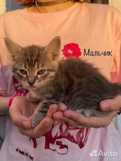 Отдам брошенных котят в добрые руки метисы