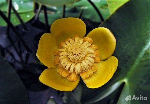 Кубышка желтая кувшинка, нимфея растение для пруда