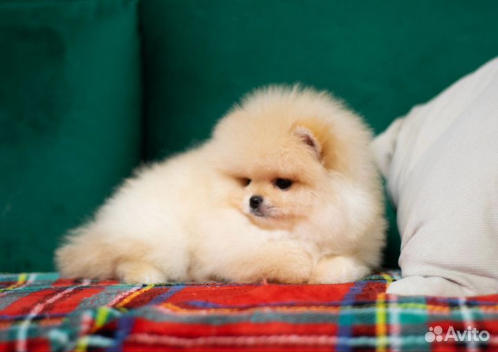 Мальчик померанчик