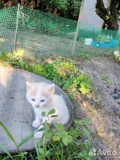 Котят-милашек в добрые руки