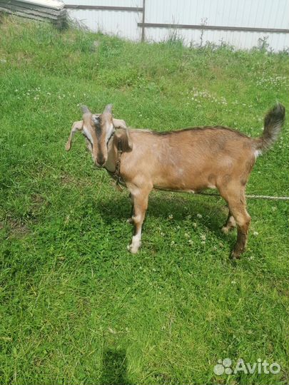 Нубийские козлята