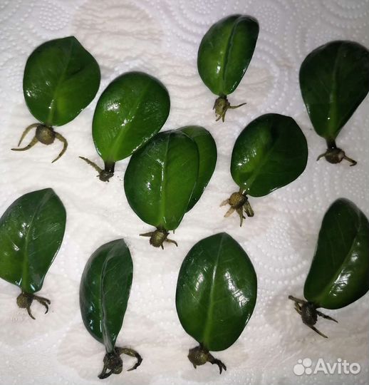 Зензи/жук листы. Замиокулькас