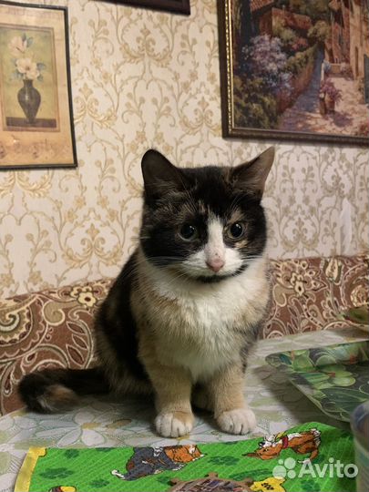 Котенок кошечка