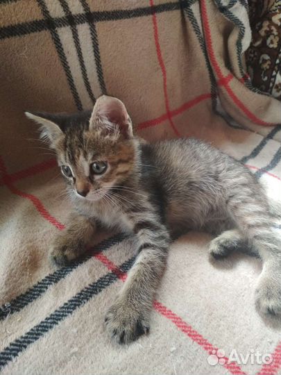 Котёнок-девочка от кошки-мышеловки в дар