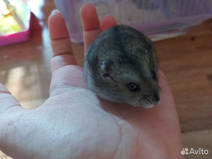 Джунгарский хомяк