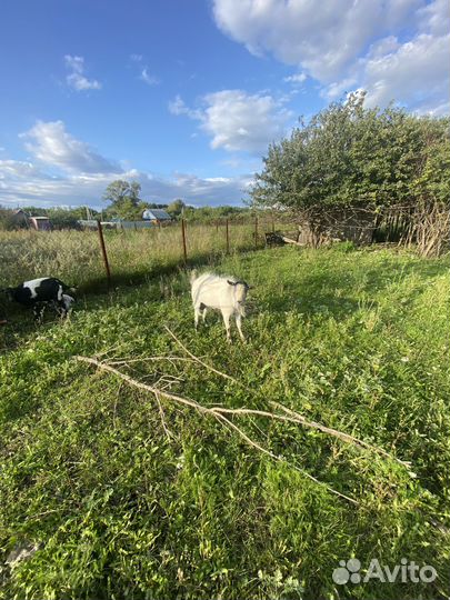 Баран на племя, козел на племя альпийской породы