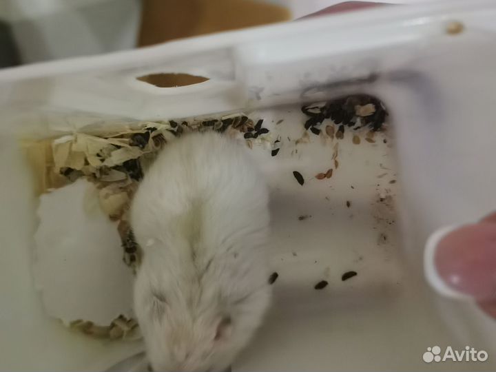 Джунгарский хомяк белый девочка