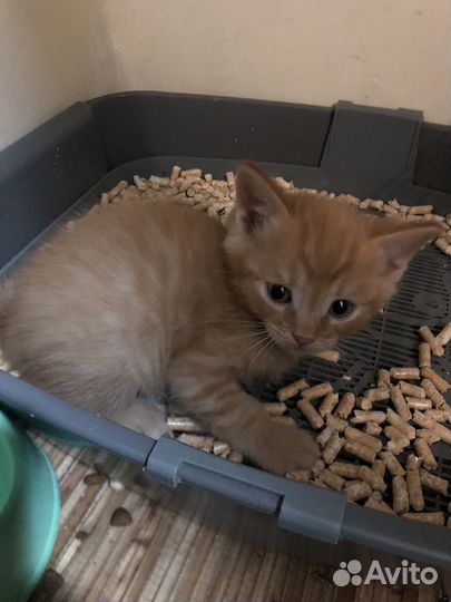 Котята в добрые руки мальчики