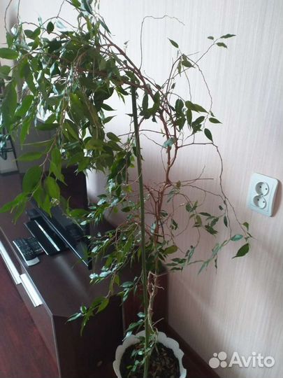 Фикус Наташа