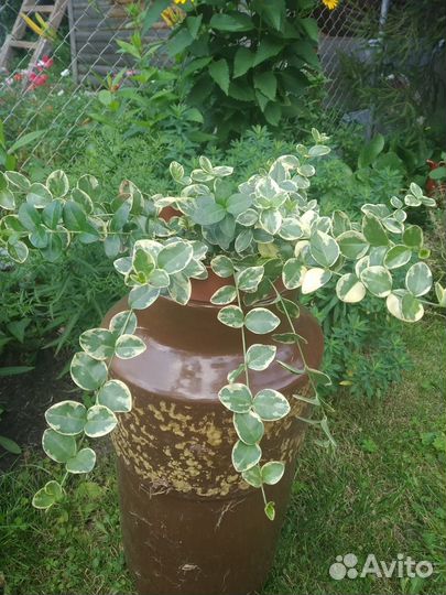 Бересклет вариегатный