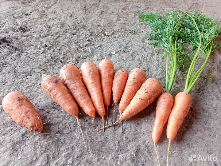Морковь