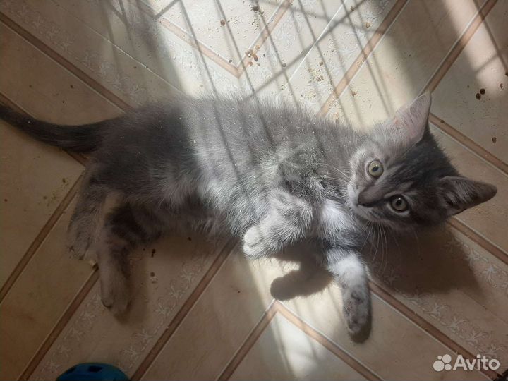 Привитый малыш 2мес в дар