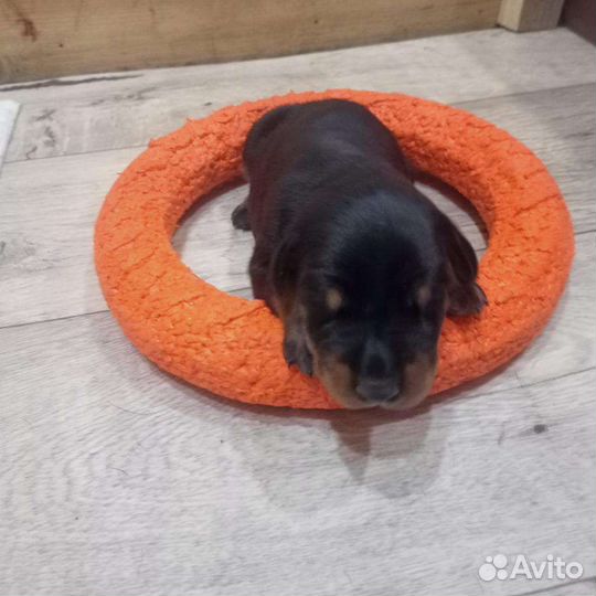 Щенки добермана