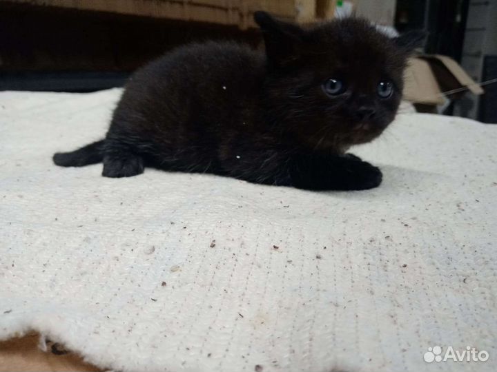 Котенок в добрые руки
