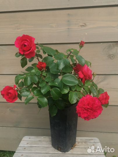 Розы флорибунда