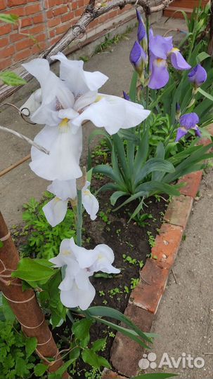 Ирисы