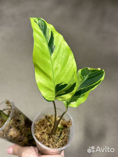 Калатея еллоу fusion