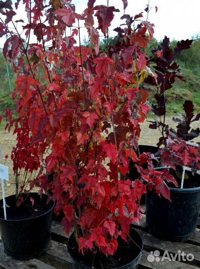 Клен гиннала