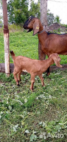 Англонубийские козы