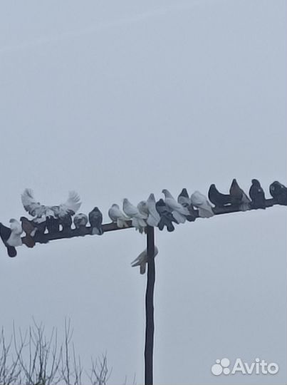 Продажа голубей